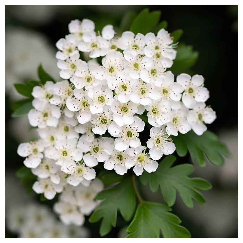 White Hawthorn (Crataegus Monogyna) Flower Seeds for Planting – Heirloom Non-GMO Organic Garden Seeds with High Ger | Neera Seeds product photo [neera-v4-8ca9d96cc245b1da3edb]
