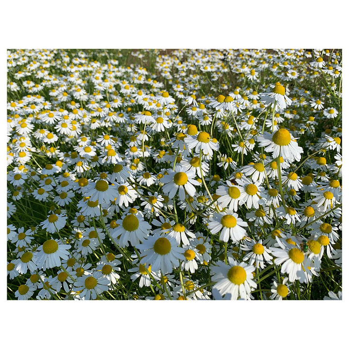 German Chamomile Seeds for Planting – Heirloom, Non-GMO Medicinal Herb for Teas, Pollinators &amp; Aromatic Gardens | Neera Seeds product photo [neera-v4-8ccac2deb5668088fb91]