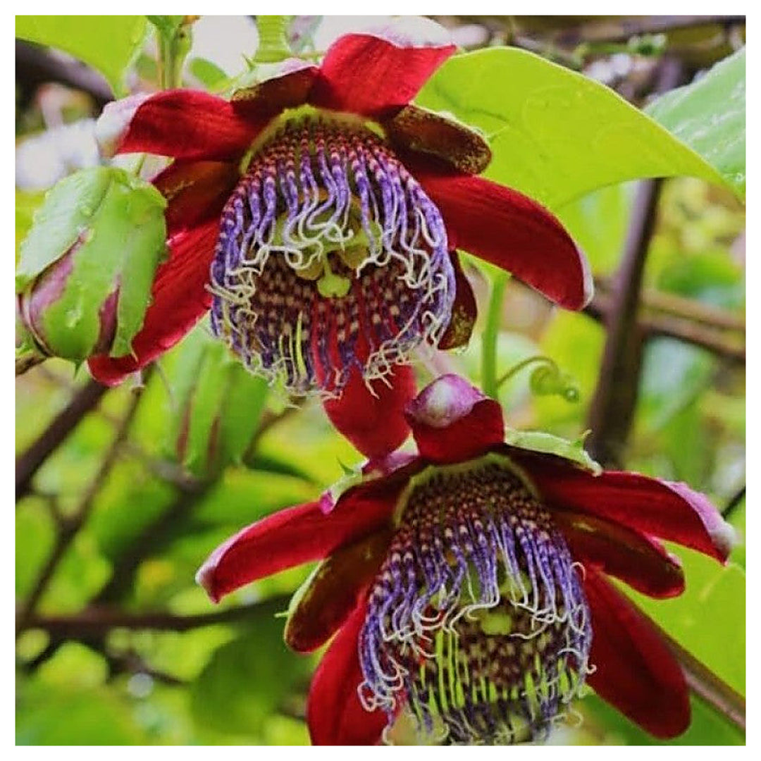 Organic Heirloom Red Passion Flower Seeds – Non-GMO Exotic Climbing Seeds for Planting, High Germination | Neera Seeds product photo [neera-v4-8cea6cdec003541a99fc]