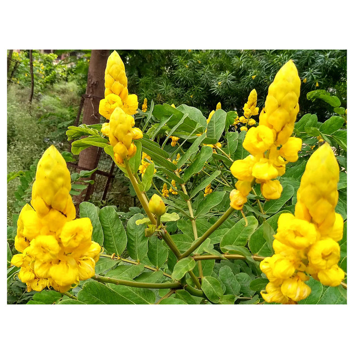 Heirloom Non-GMO Senna Alata Flower Seeds for Planting – Tropical Medicinal Blooms for Ornamental Gardens | Neera Seeds product photo [neera-v4-8ced99e66df54be2be4c]