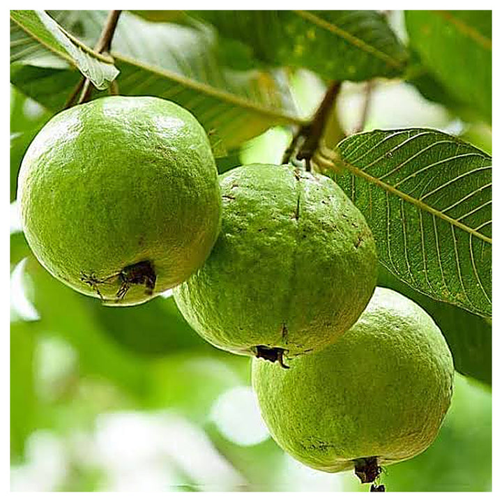 Thai White Guava Fruit Seeds for Planting – Heirloom Non-GMO High Germination Organic Garden Seeds | Neera Seeds product photo [neera-v4-8cf3cf33f4bc9246f28a]