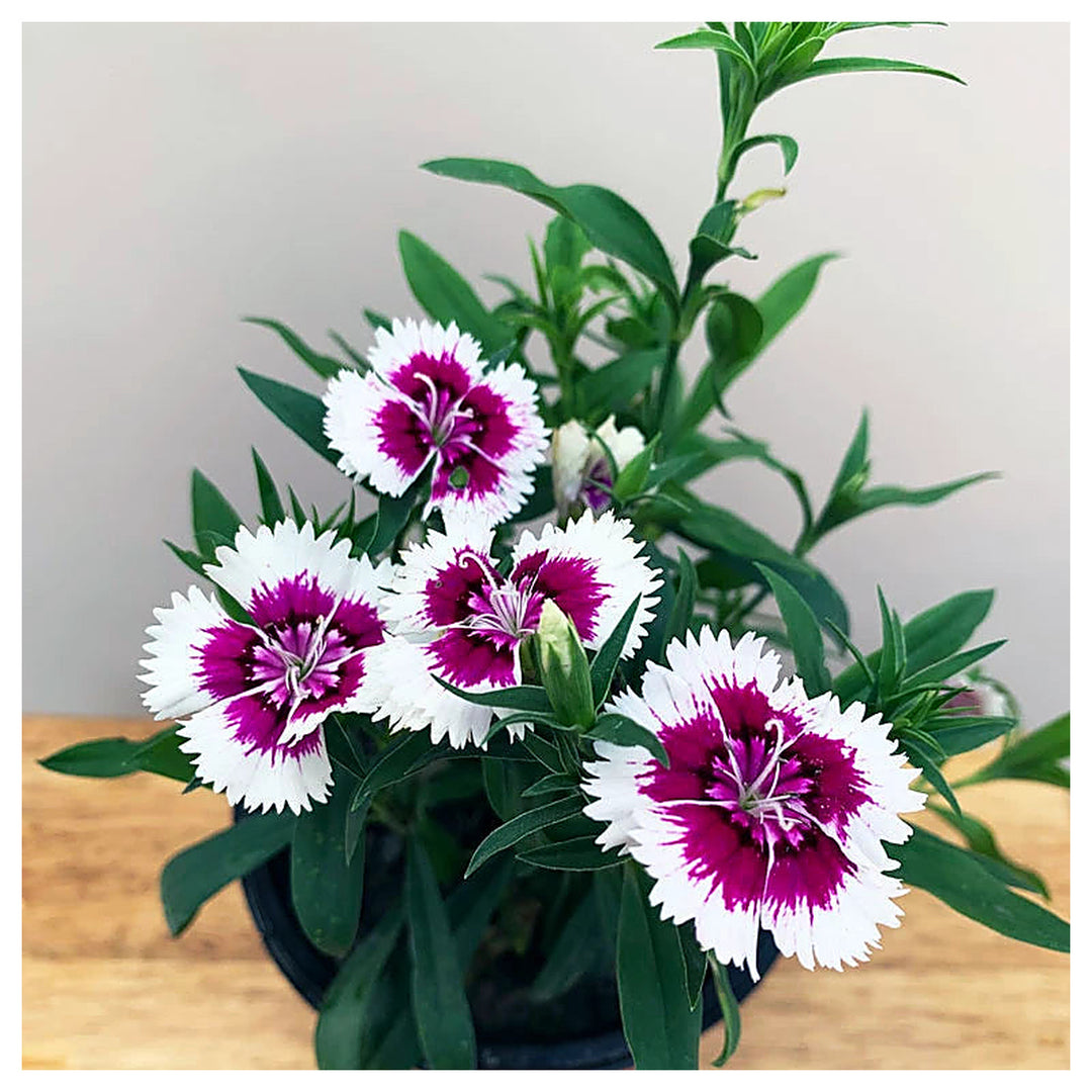 Organic Purple White Dianthus Flower Seeds for Planting – Heirloom, Non-GMO | Neera Seeds product photo [neera-v4-8cfec2e069a973248fbe]