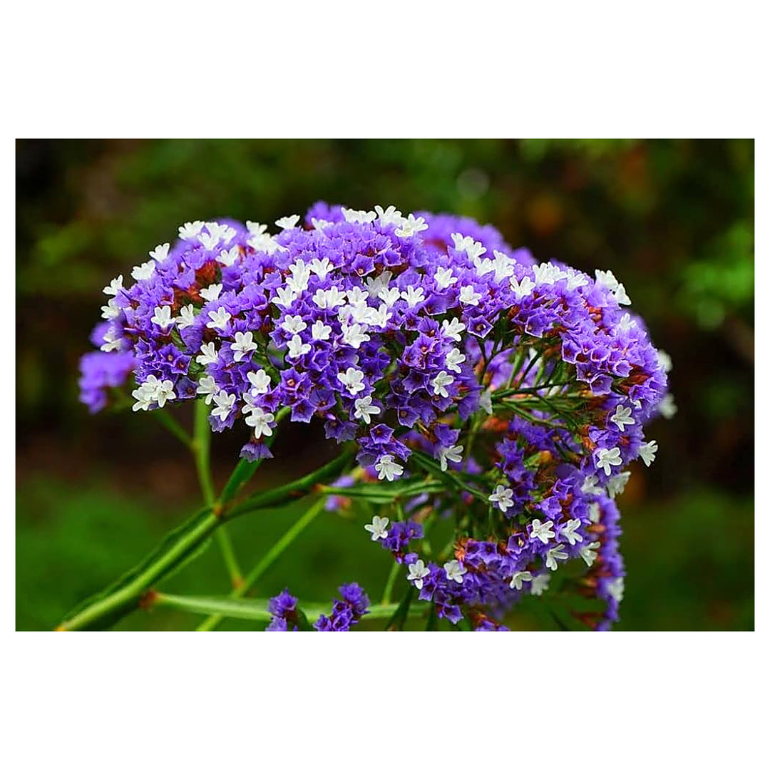 Purple Statice Flower Planting Flower Seeds Home Garden Planting, Vibrant Organic Blooming | Neera Seeds product photo [neera-v4-8d029852ebe911ce56a0]