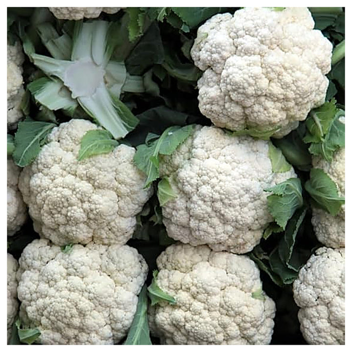 Cauliflower Snowball Seeds – Heirloom, Fast-Growing, High-Yield Variety | Neera Seeds product photo [neera-v4-8d0fae75723a95024ce9]