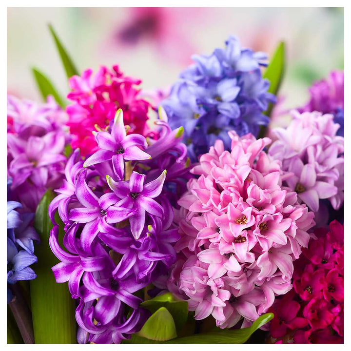 Multi-Color Hyacinthus Orientalis Seeds for Planting – Heirloom, Non-GMO, High Germination Organic Garden Seeds | Neera Seeds product photo [neera-v4-8d18865d7e820136dd6e]