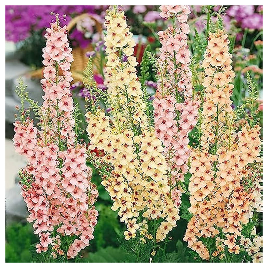Mixed Mullein Flower Seeds – Heirloom Non-GMO Seeds for Medicinal and Drought-Tolerant Garden Planting | Neera Seeds product photo [neera-v4-8d28d3e7f28e4bc39100]