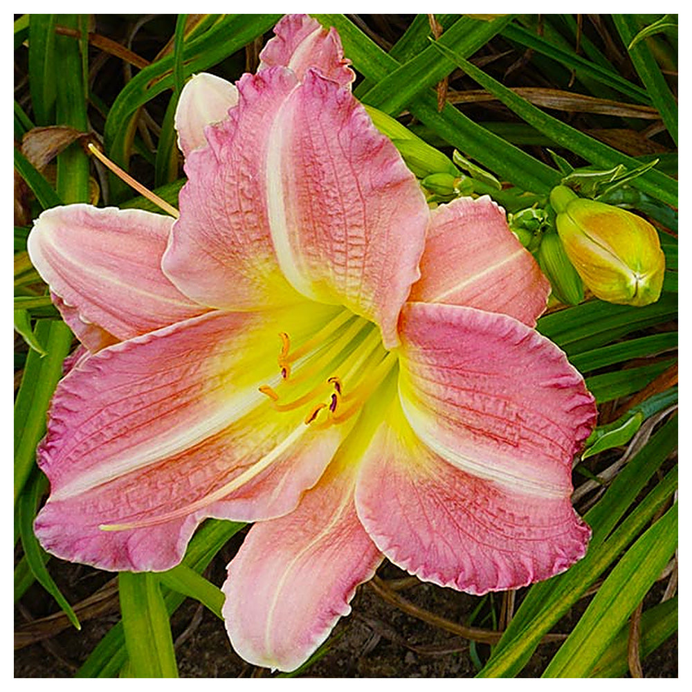 Daylily Flower Seeds for Planting 100 pcs – Heirloom, Non-GMO, High Germination Organic Garden Seeds | Neera Seeds product photo [neera-v4-8d34f794fed086a06ecc]