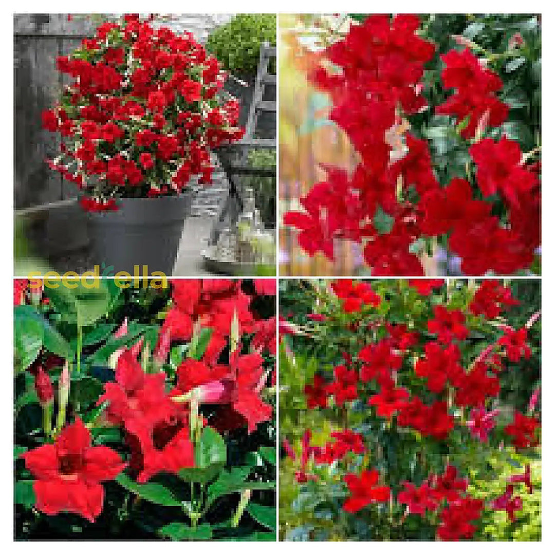 Dipladenia Flower Seeds for Garden Planting – Non-GMO Heirloom Organic Garden Seeds, High Germination | Neera Seeds product photo [neera-v4-8d37ef4f8347367ea92d]