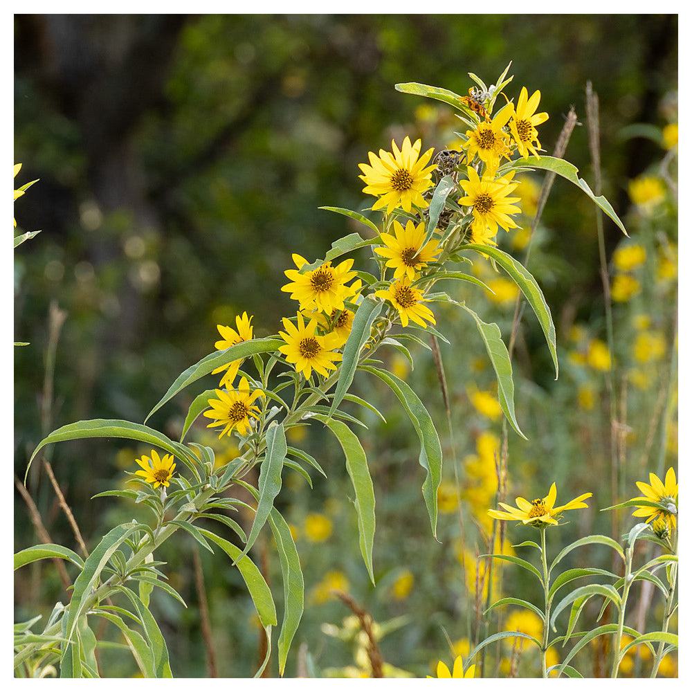 Yellow Maximilian Sunflower Seeds for Planting – Heirloom, Non-GMO, Perennial Pollinator-Friendly Blooms | Neera Seeds product photo [neera-v4-8d546f76270ce5da7c18]