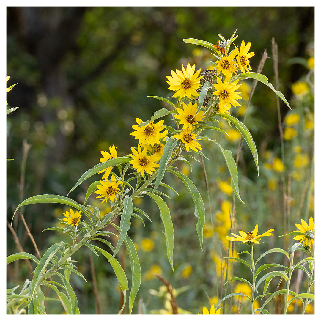 Yellow Maximilian Sunflower Seeds for Planting – Heirloom, Non-GMO, Perennial Pollinator-Friendly Blooms | Neera Seeds product photo [neera-v4-8d546f76270ce5da7c18]