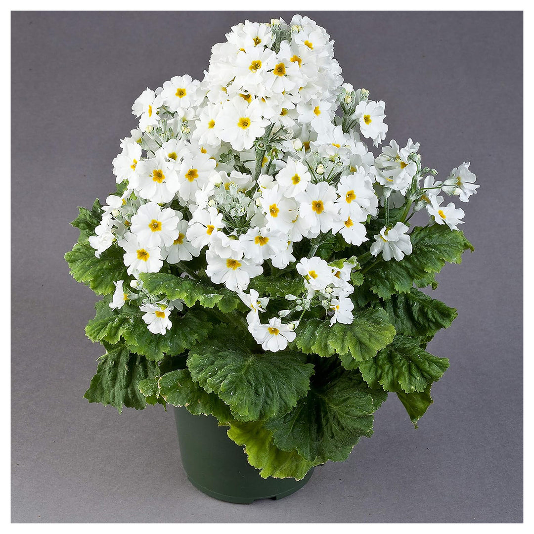 White Primula Flower Seeds for Planting – Heirloom, Non-GMO, High Germination Organic Garden Seeds | Neera Seeds product photo [neera-v4-8d5e344ed3c81e2b72f6]