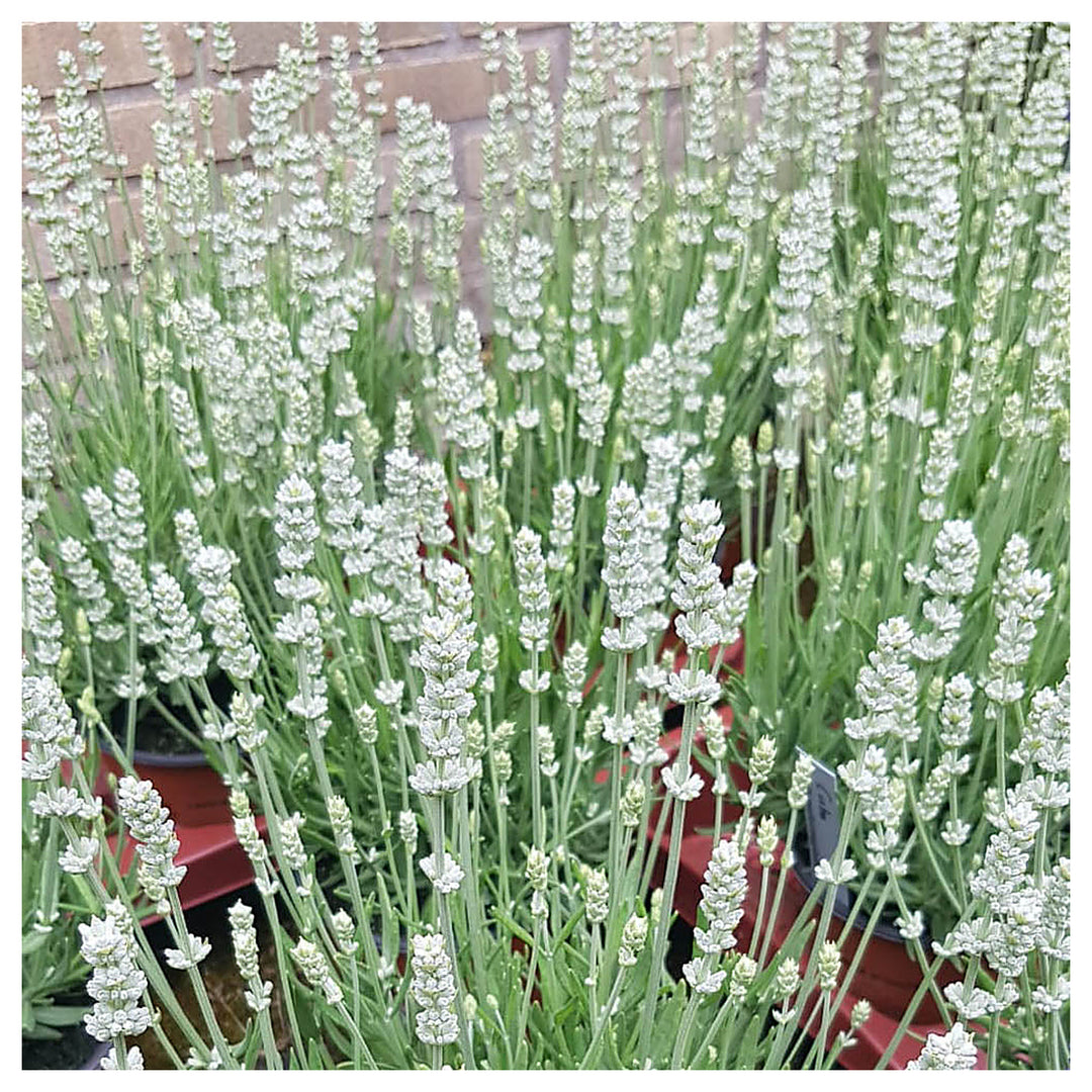 Heirloom Non-GMO White Lavender Seeds for Planting – High Germination Organic Garden Seeds | Neera Seeds product photo [neera-v4-8d6c2a04eec8577fa496]