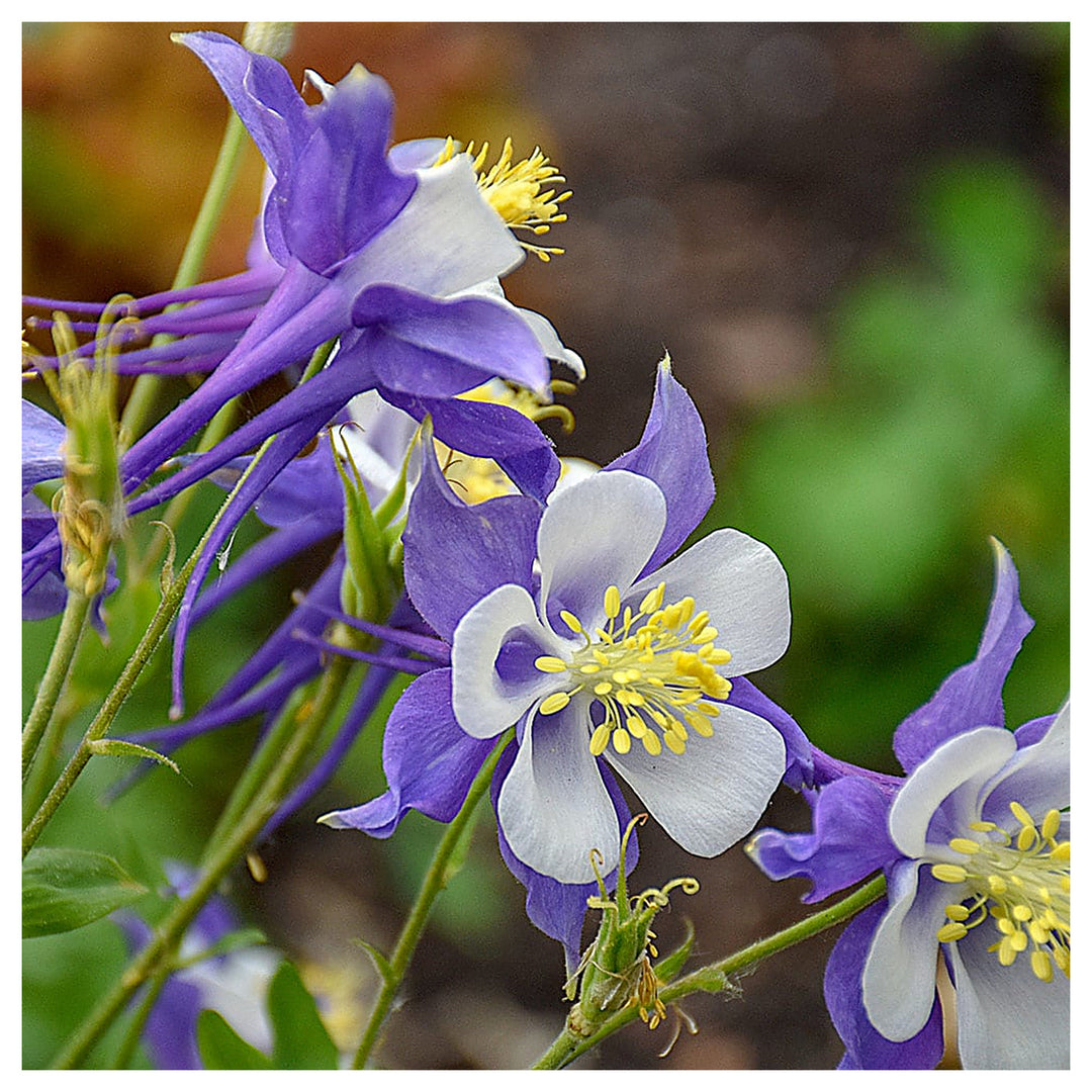 Heirloom Aquilegia Flower Seeds, Non-GMO Columbine Blooms for Colorful Garden Planting | Neera Seeds product photo [neera-v4-8d75bae0f61f7c9ff997]