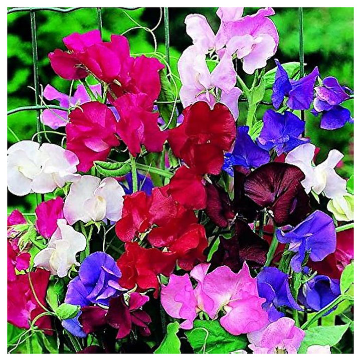 Streamer Mix Sweet Pea Planting Heirloom Flower Planting Non Gmo Fragrant Climbing Annual | Neera Seeds product photo [neera-v4-8d7fa72d1257dadc5d1a]