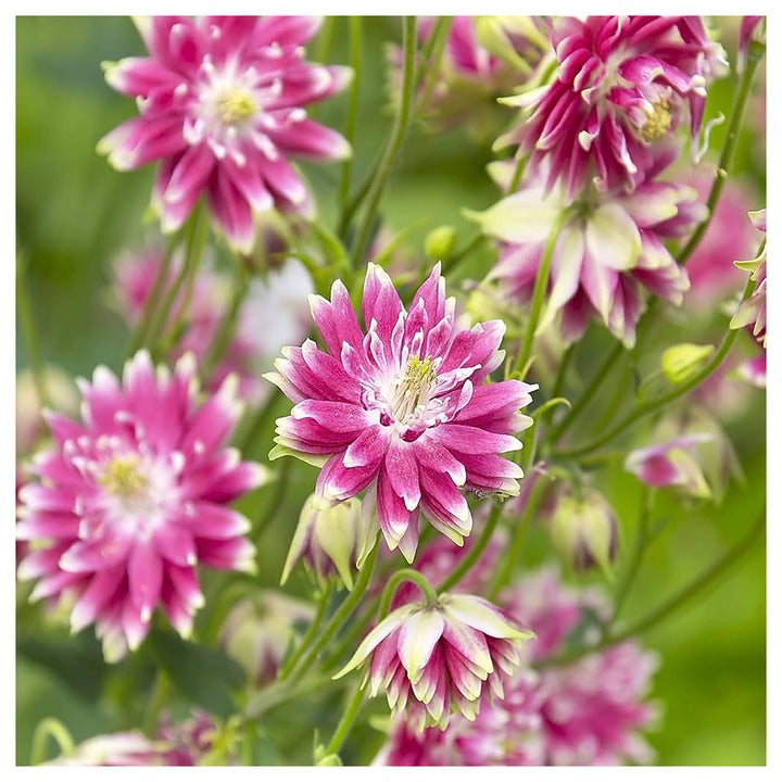Columbine Barlow Bordeaux For Hardy Aquilegia Flowers Flower Seeds for Home Garden Planting, Lush | Neera Seeds product photo [neera-v4-8d8a226a9afe59fb8746]