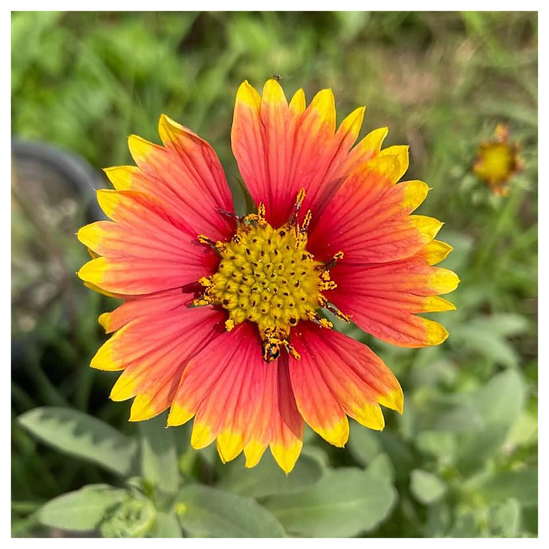 Blanketflower Pulchella Home Garden Flower Seeds Home Garden Planting, Exotic Organic | Neera Seeds product photo [neera-v4-8d946483918df71c158a]