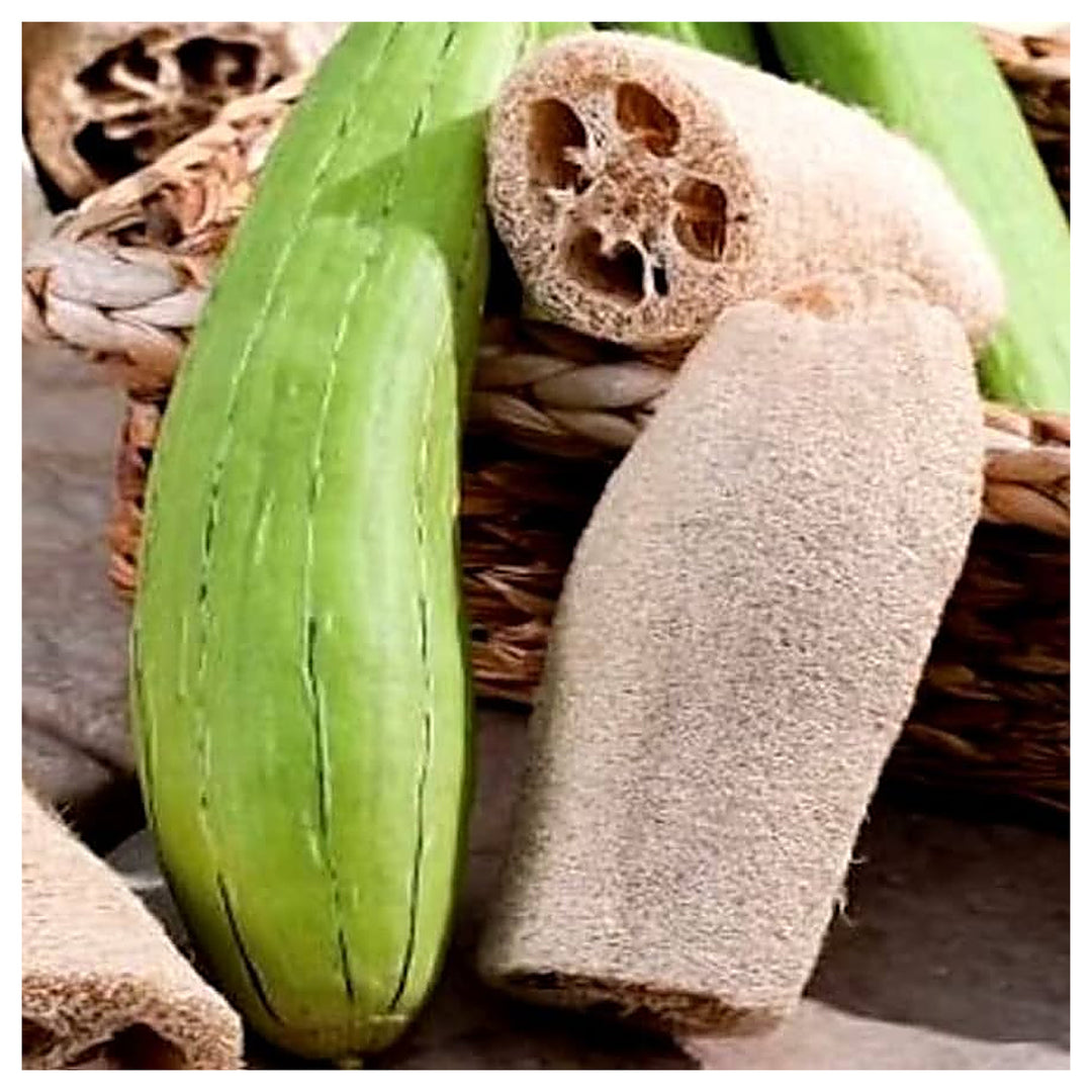 Luffa Sponge Vegetable Home Garden Diy Projects Flower Seeds Home Garden Planting, Fragrant | Neera Seeds product photo [neera-v4-8d97c52d2982f18a3333]