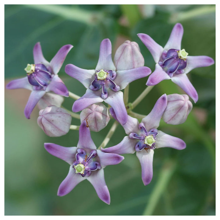 Heirloom Calotropis Gigantea Flower Seeds, Non-GMO Giant Milkweed Blooms for Butterfly Garden Planting | Neera Seeds product photo [neera-v4-8d99341d9906fc3d0604]