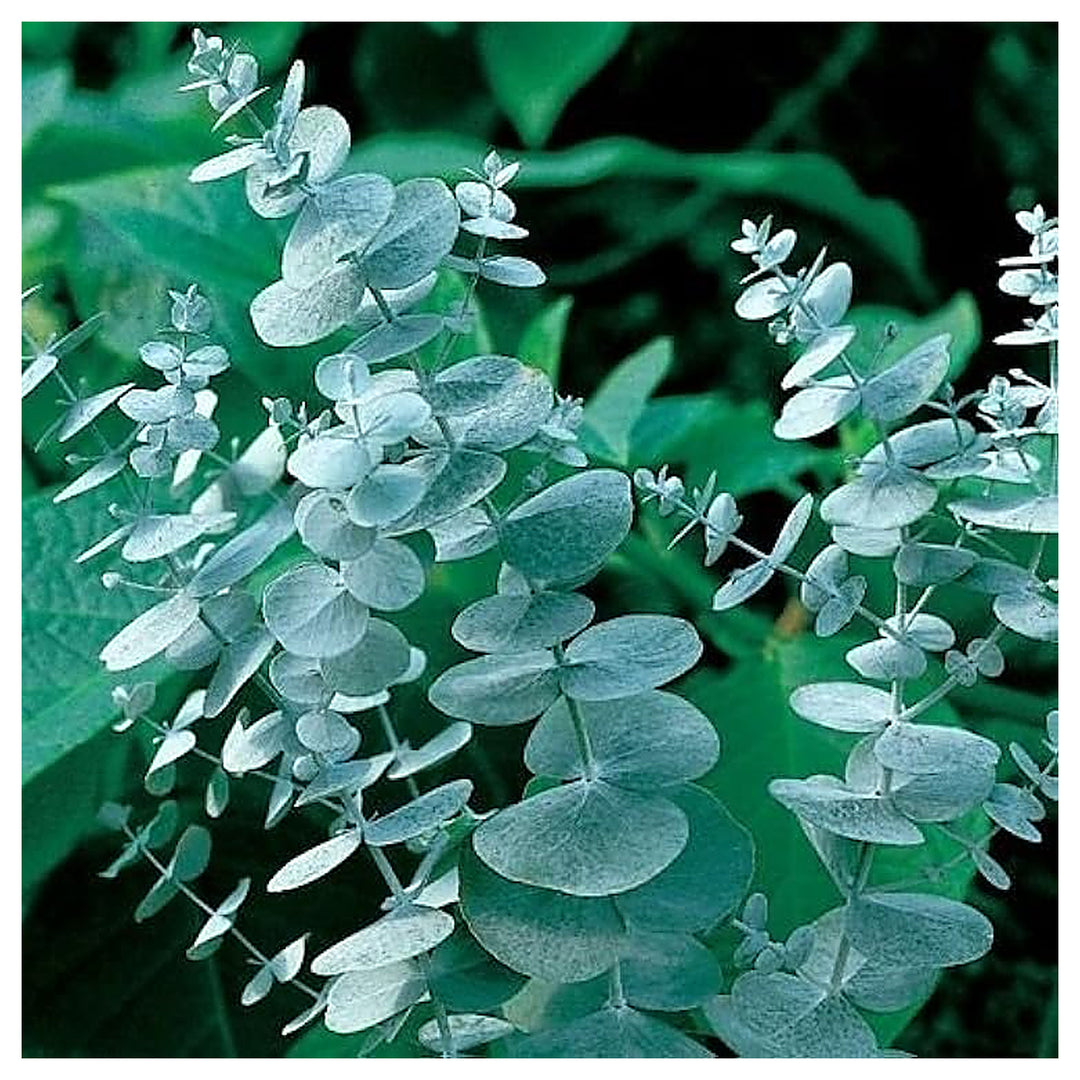 Silver Eucalyptus Plant Seeds for Planting – Heirloom, Non-GMO, High Germination Organic Garden Seeds | Neera Seeds product photo [neera-v4-8d9a1f06a092920d7aa6]