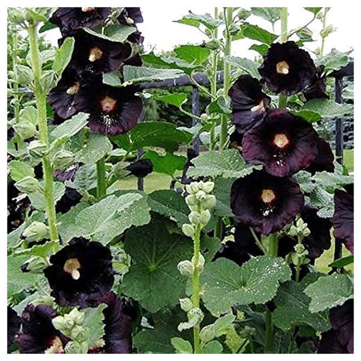 Black Black Hollyhock Flowers Uncommon Large Beautiful Blooms Unique Gardens Flower Seeds | Neera Seeds product photo [neera-v4-8db8cde455731671fb28]