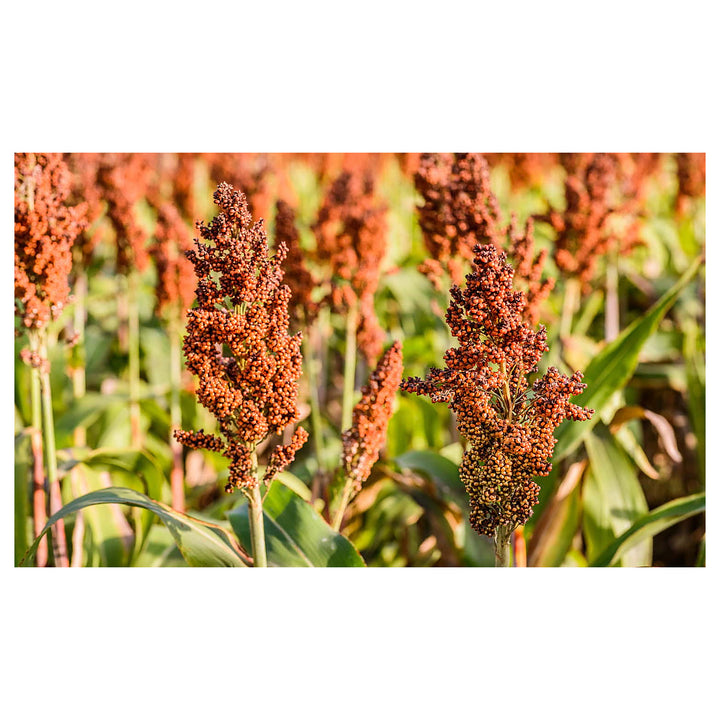 Heirloom Sorghum Flower Seeds, Non-GMO Ornamental Grass Blooms for Garden and Landscape Planting | Neera Seeds product photo [neera-v4-8dbf17edd3428b3d0c2c]