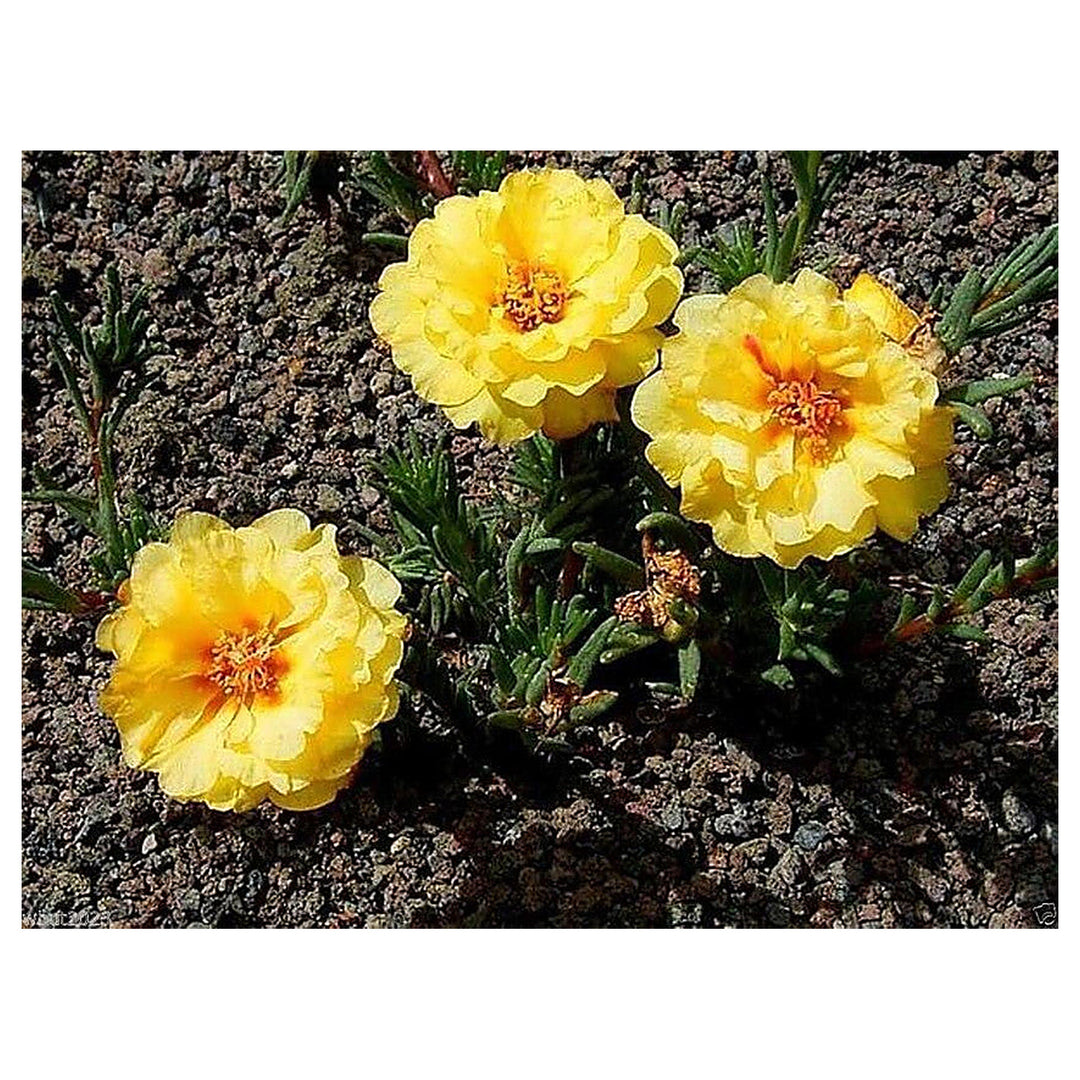 Yellow Moss Rose Portulaca Griflora Flower For Planting Drought Tolerant Ground Cover For Sunny | Neera Seeds product photo [neera-v4-8dc6d26bda4157265281]