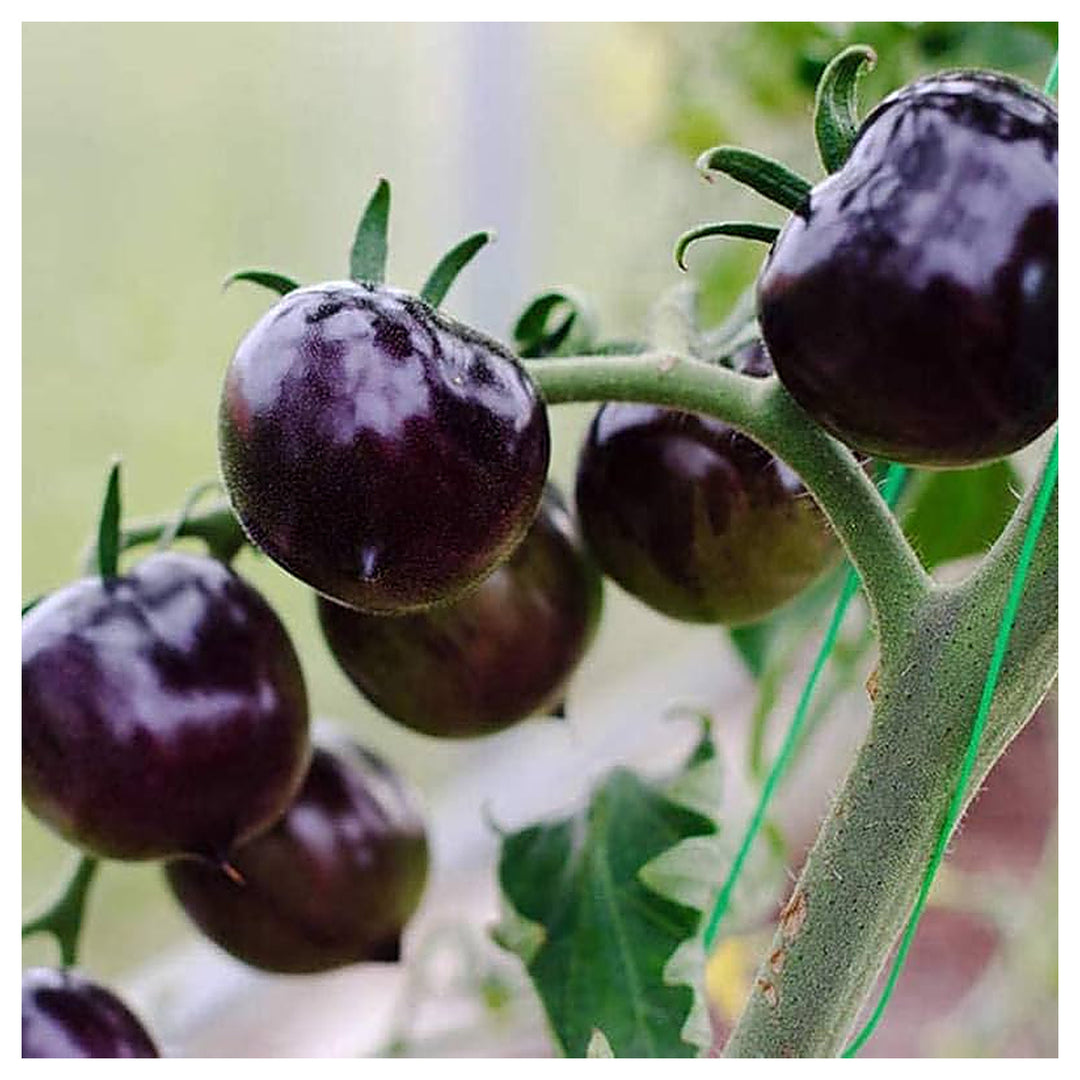 Purple Tomato Seeds for Planting – Heirloom, Non-GMO, Organic Garden Seeds, High Germination | Neera Seeds product photo [neera-v4-8decbbd2d4f8ddfd0013]