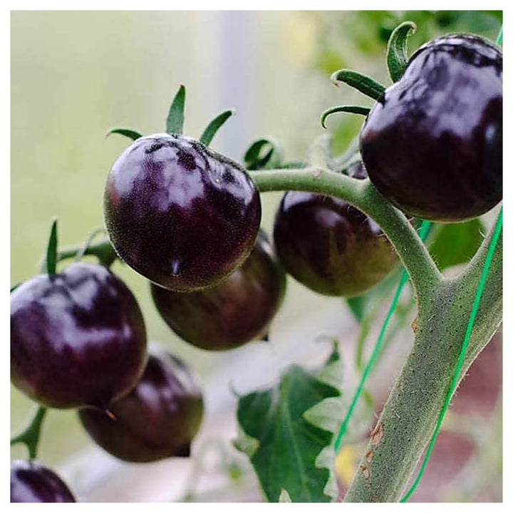 Purple Tomato Seeds for Planting – Heirloom, Non-GMO, Organic Garden Seeds, High Germination | Neera Seeds product photo [neera-v4-8decbbd2d4f8ddfd0013]