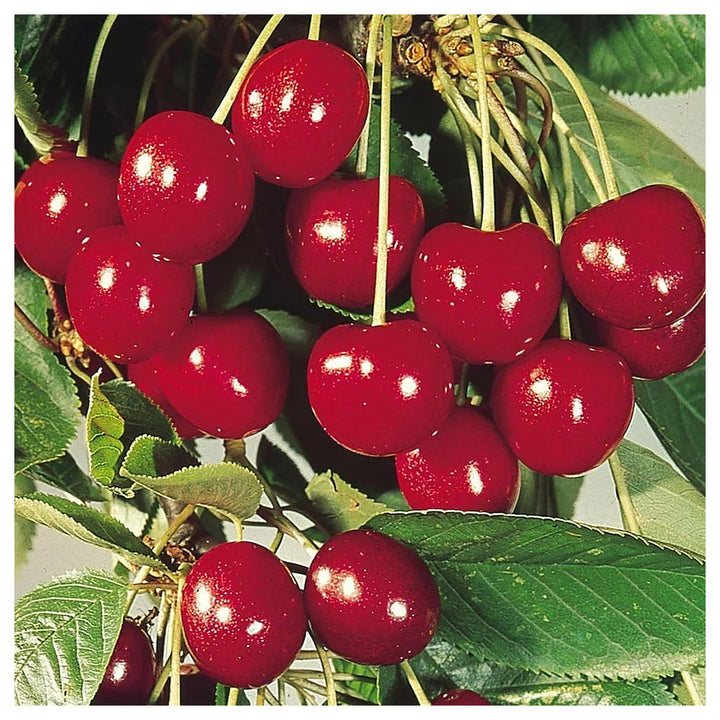 Red Sweet Cherry Ready To Germinate Edible Fruit Tree USA Heirloom Non GMO Edible Flowers Seeds For Planting High G | Neera Seeds product photo [neera-v4-8df1d5b5092ee6fd3dd6]