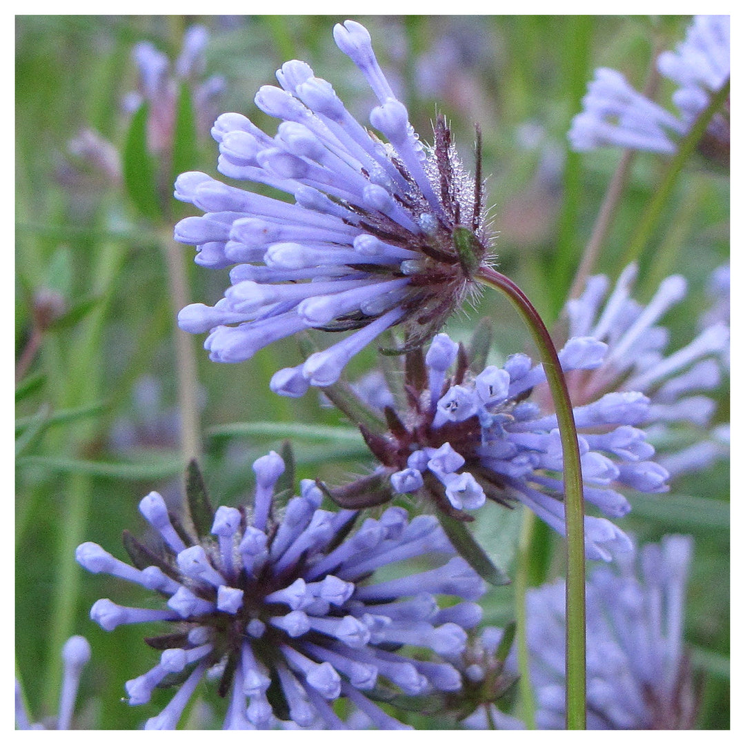Organic Heirloom Non-GMO Blue Woodruff Seeds for Planting | Fragrant High Germination Organic Garden Seeds | Neera Seeds product photo [neera-v4-8e03f9a108563249ce18]