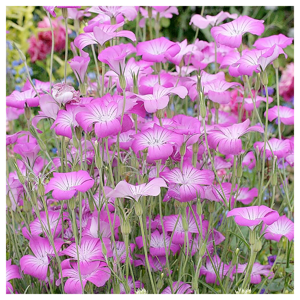 Heirloom Corncockle Flower Seeds, Non-GMO Graceful Wildflower Blooms for Cottage and Meadow Garden Planting | Neera Seeds product photo [neera-v4-8e0eeac06b441ad04ff6]