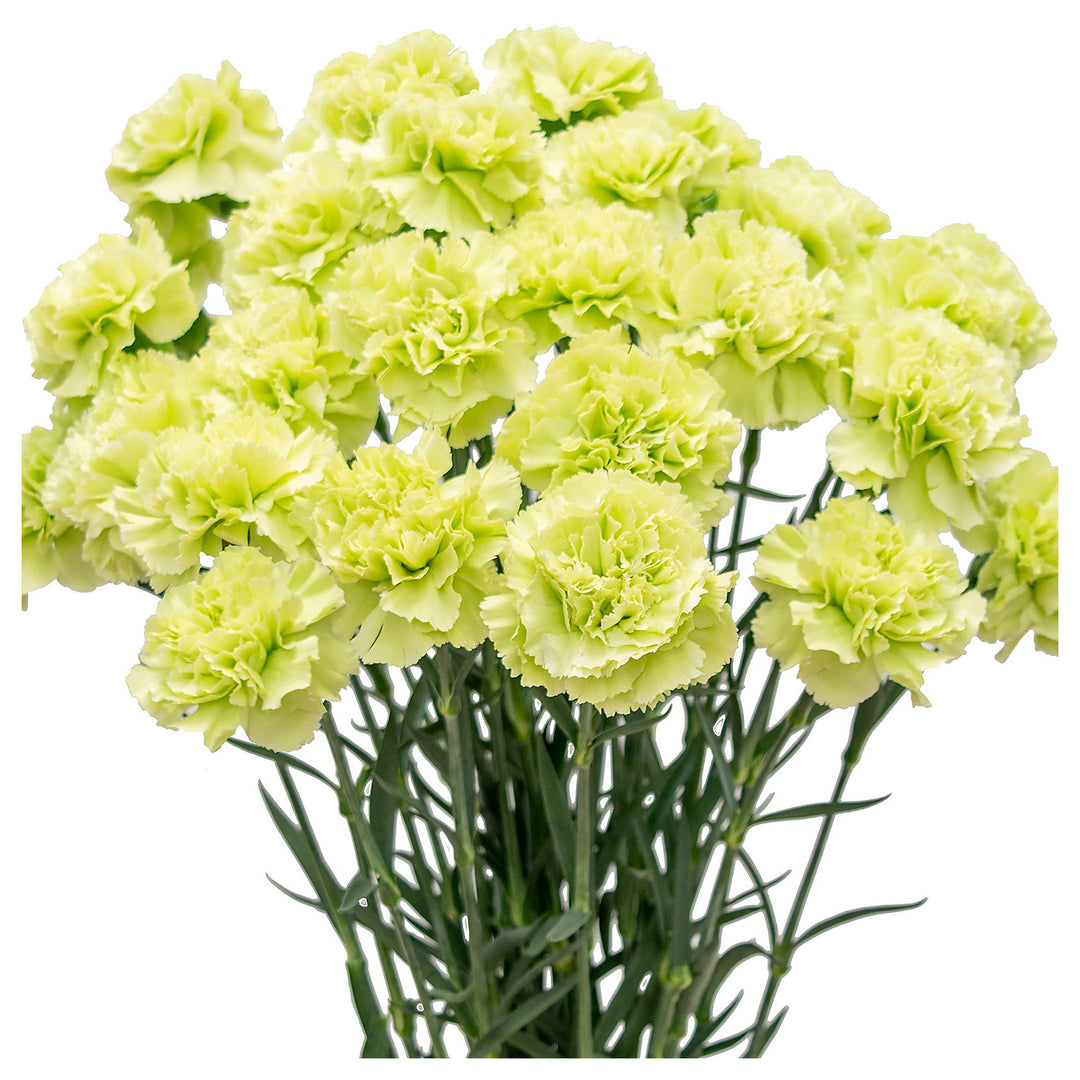 Heirloom Non-GMO Green Carnation Flower Seeds for Planting – Vibrant Ornamental Garden Seeds | Neera Seeds product photo [neera-v4-8e171b2d5fef3c807c90]