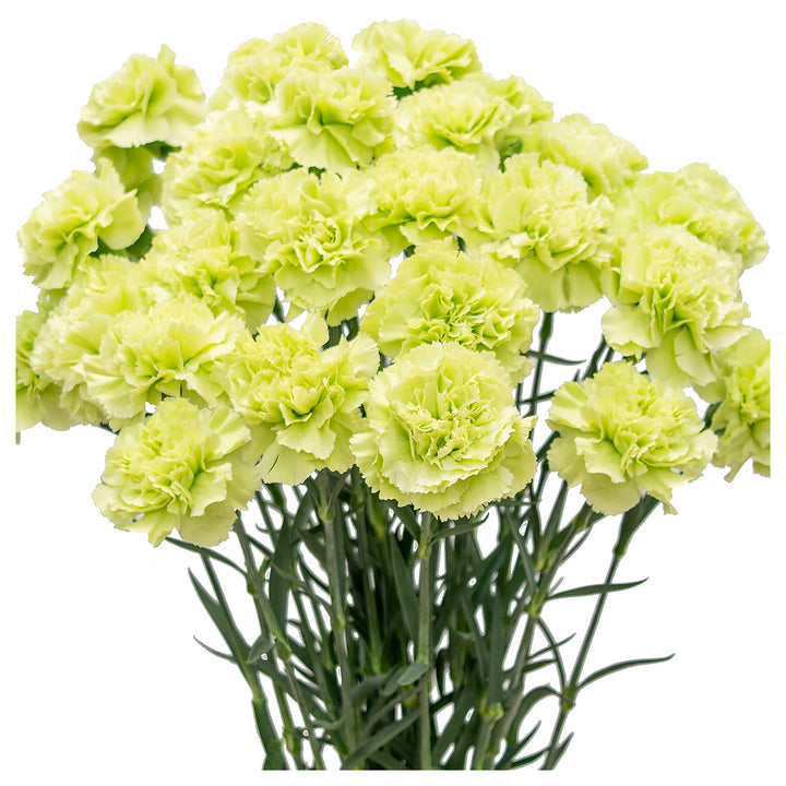 Heirloom Non-GMO Green Carnation Flower Seeds for Planting – Vibrant Ornamental Garden Seeds | Neera Seeds product photo [neera-v4-8e171b2d5fef3c807c90]
