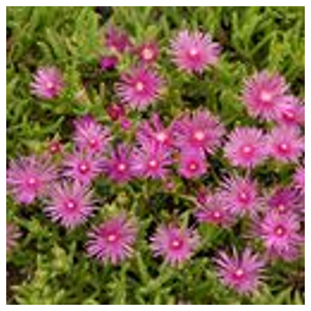Pink Delosperma Flower Seeds for Planting – Hardy Ice Plant, Drought-Tolerant Ground Cover | Neera Seeds product photo [neera-v4-8e1a3584e5c9827c9c96]