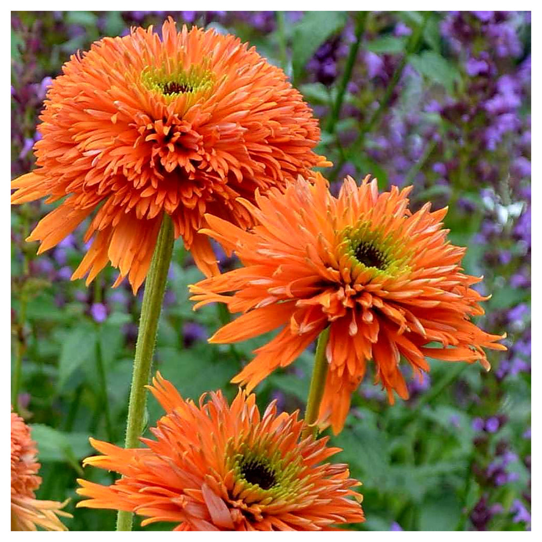 Orange Echinacea Flower For Planting Flower Seeds for Home Garden Planting, Exotic Organic Blooming | Neera Seeds product photo [neera-v4-8e280b43f7fcecb0de45]