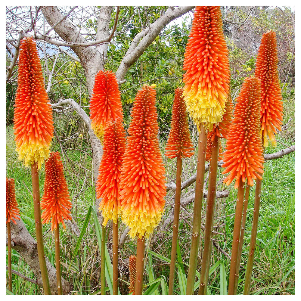 Heirloom Non-GMO Kniphofia Flower Seeds for Planting – Striking Torch-Lily Blooming Seeds, High Germination | Neera Seeds product photo [neera-v4-8e2a099079bc5c11104b]