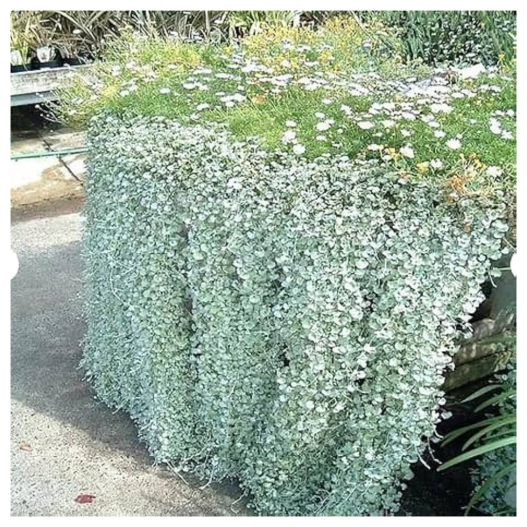 Dichondra Repens Plant Seeds For Planting Ground Cover Heirloom Non-GMO High Germination Organic Garden Seeds | Neera Seeds product photo [neera-v4-8e2afa10373c69ada068]