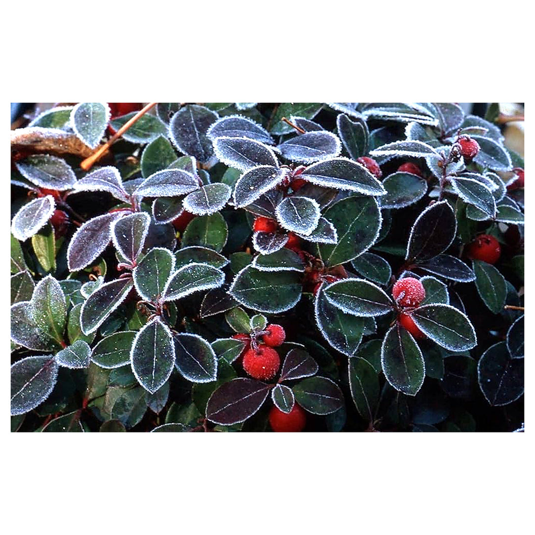 Wintergreen Plant For Planting Flower Seeds for Home Garden Planting, Colorful Organic Blooming | Neera Seeds product photo [neera-v4-8e3419ec90a3f7b52cf0]