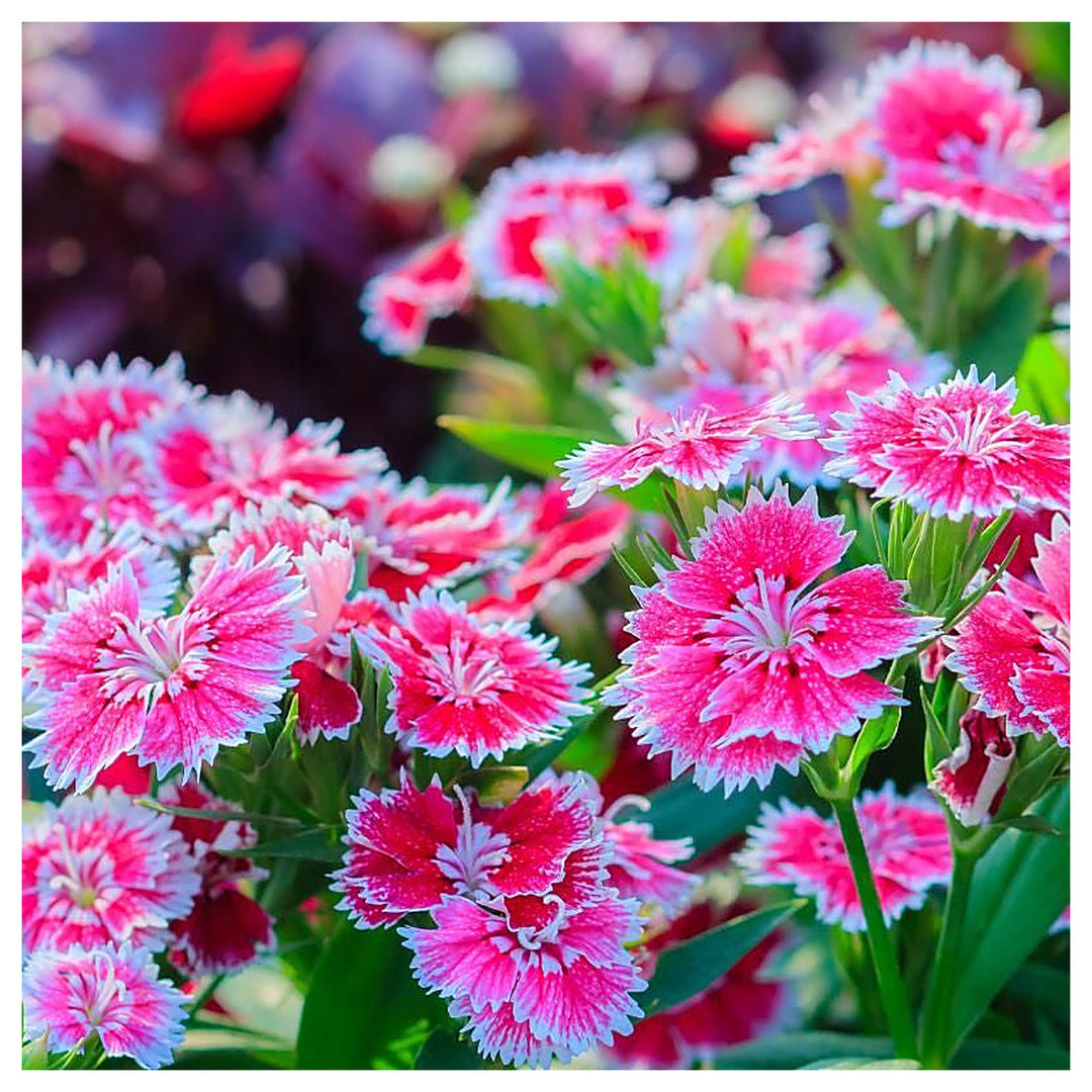 Heirloom Non-GMO Dianthus Flower Seeds for Charming Garden Borders and Fragrant Planting | Neera Seeds product photo [neera-v4-8e36eff9596f76efb690]