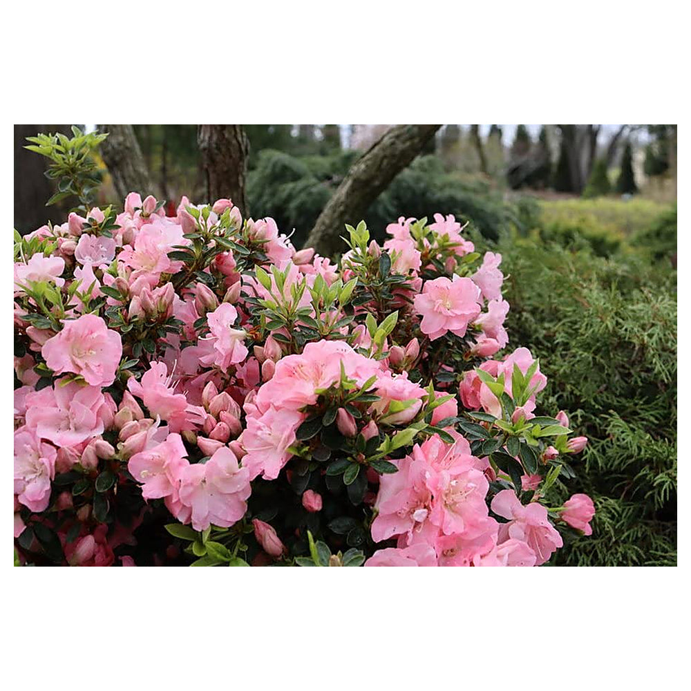 Azalea Flower Seeds Multi-Colored for Planting – Vibrant, Hardy Blooms | Neera Seeds product photo [neera-v4-8e3bec9c63ceea526519]