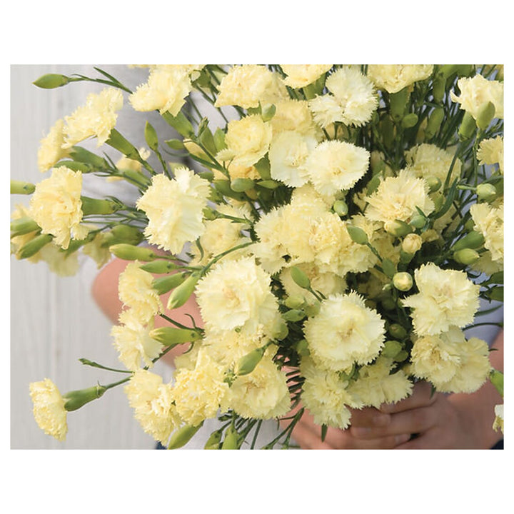 Cream Carnation Dianthus Seeds for Planting | Heirloom Non-GMO High Germination Organic Garden Seeds | Neera Seeds product photo [neera-v4-8e56290ca52f475a3a3f]