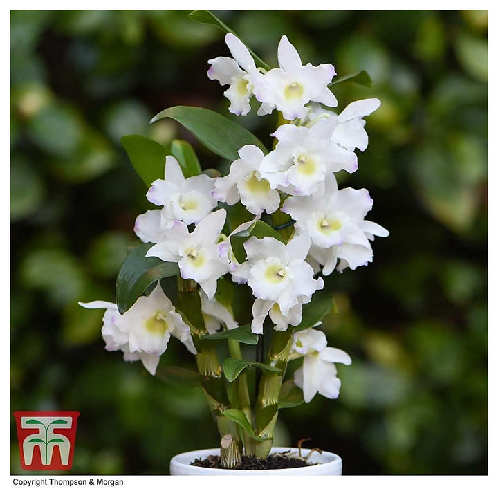 White Dendrobium Flower Seeds for Planting – Non-GMO, Heirloom, High Germination Seeds | Neera Seeds product photo [neera-v4-8e6c0542924b45ac5bd2]