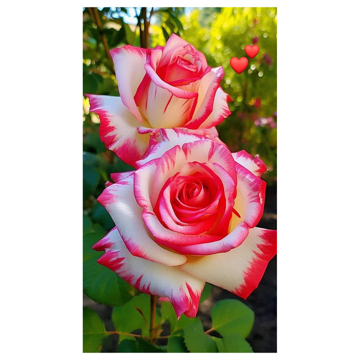 Pink White Stripe Rose Plant Seeds for Planting – Heirloom Non-GMO Organic Garden Seeds, High Germination | Neera Seeds product photo [neera-v4-8e779c6c9cd427730df4]