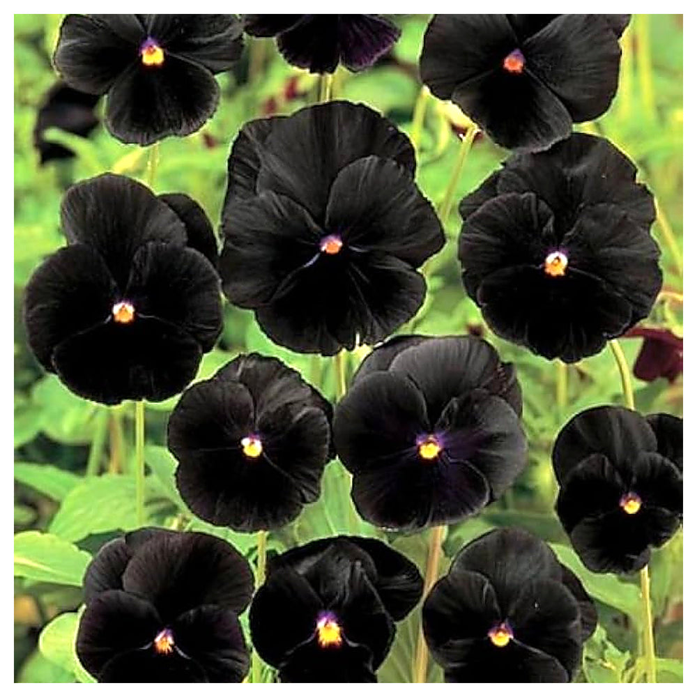 Heirloom Non-GMO Black Viola Flower Seeds for Planting – Unique Dark Blooming Flower Seeds | Neera Seeds product photo [neera-v4-8e77cb547bc4691f898b]