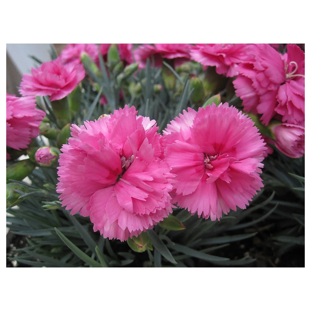 Pink Carnation Dianthus Caryophyllus Flower For Planting Classic Blooms For Bouquets Garden | Neera Seeds product photo [neera-v4-8e835e221bcabd23b7ba]