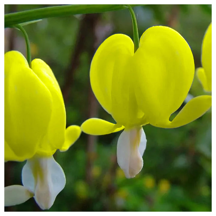 Heirloom Dark Yellow Heart Flower Seeds for Planting – Non-GMO, High Germination Organic Garden Seeds for Annual Bl | Neera Seeds product photo [neera-v4-8e85bfd22094d571ae04]