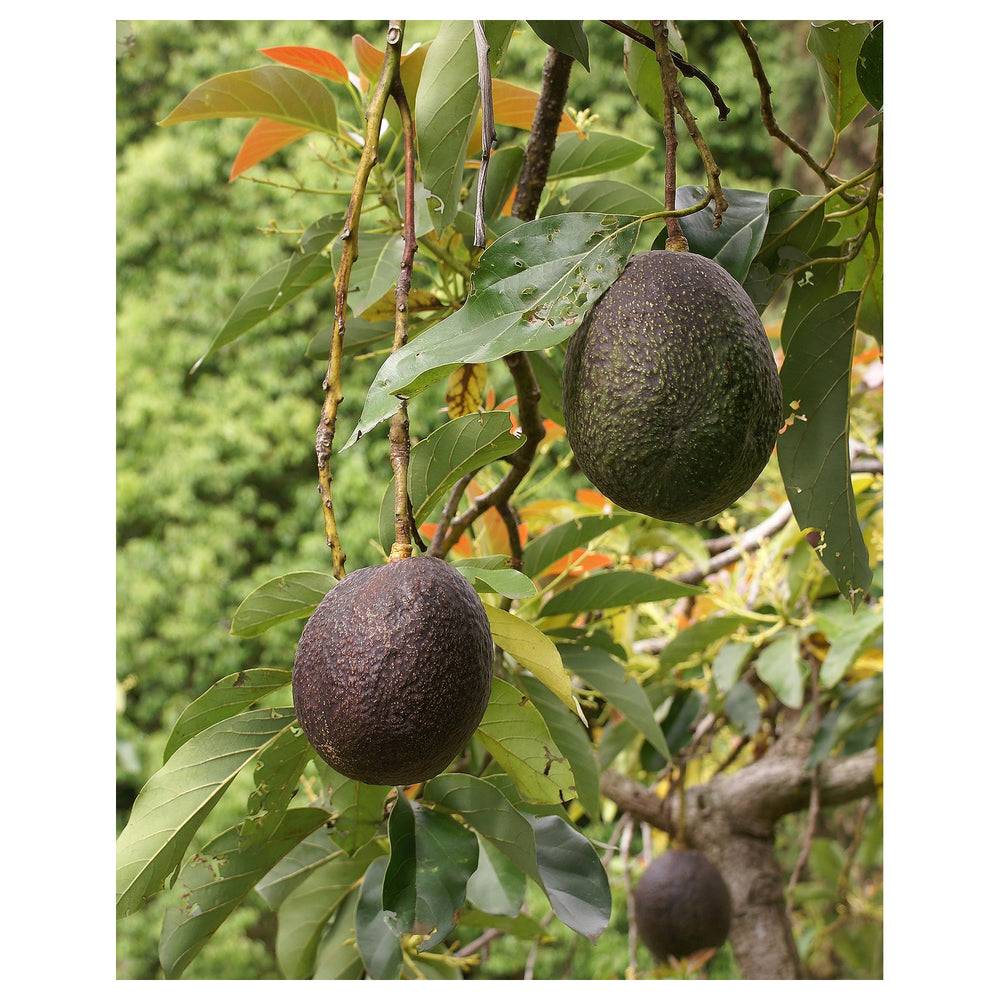 Carmen Hass Avocado Seeds for Planting – Heirloom Non-GMO High Germination Organic Garden Seeds | Neera Seeds product photo [neera-v4-8e8a4bd33e5ec6b1666c]