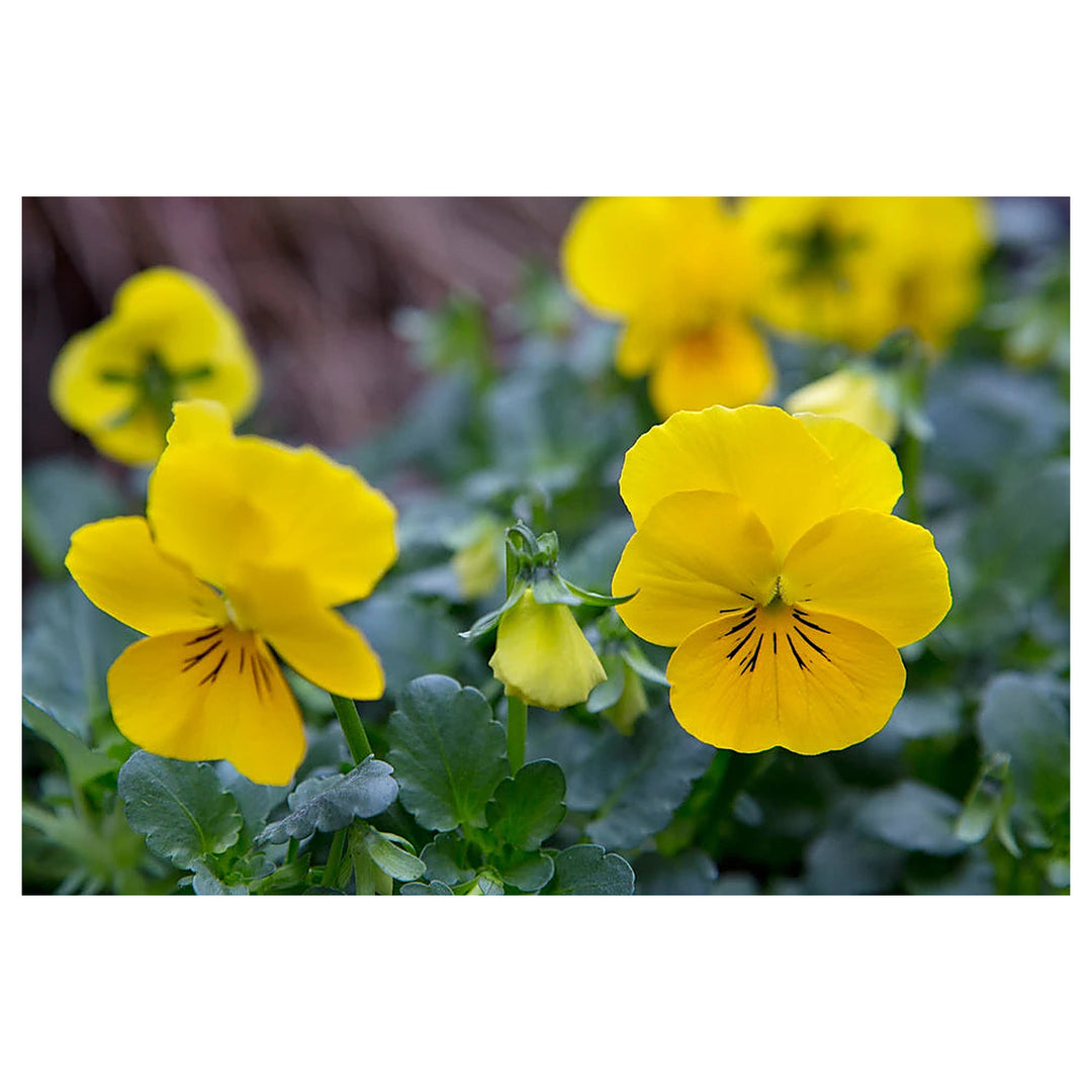 Yellow Pansy Flower Seeds – Non-GMO Seeds for Vibrant Garden Planting | Neera Seeds product photo [neera-v4-8e8e9b0104a2ccf485bd]