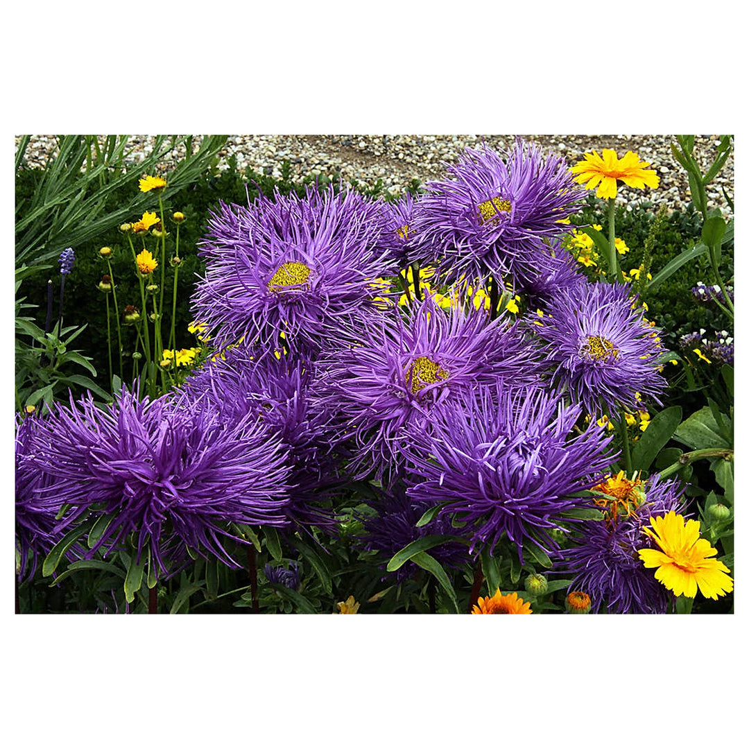 Heirloom Non-GMO China Aster Flower Seeds for Planting – Beautiful Blooming Garden Seeds | Neera Seeds product photo [neera-v4-8e91099034705c316dd0]