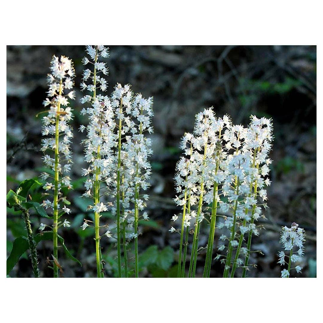 Heirloom Non-GMO Foam Flower Seeds for Planting – Shade-Loving Perennial Garden Blooms | Neera Seeds product photo [neera-v4-8e9b06f3dd73ee7b796e]